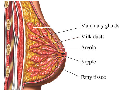 anatomical lumps