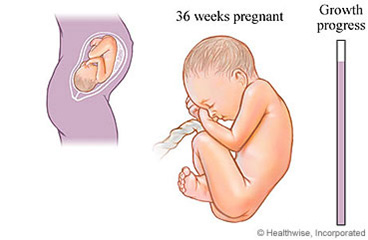 Week 36 of Your Pregnancy