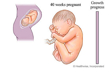 Week 39 to 40 of Your Pregnancy